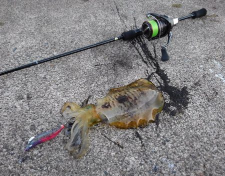 エギング＆穴釣り